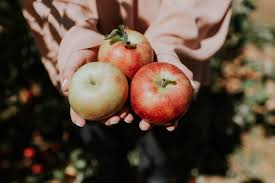 The 20 Best Orchards for Apple Picking in 2021